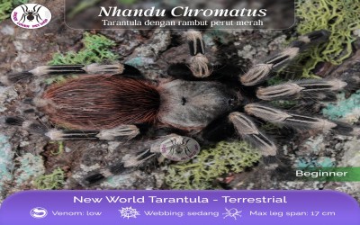 nhandu chromatus female juvenille tarantula